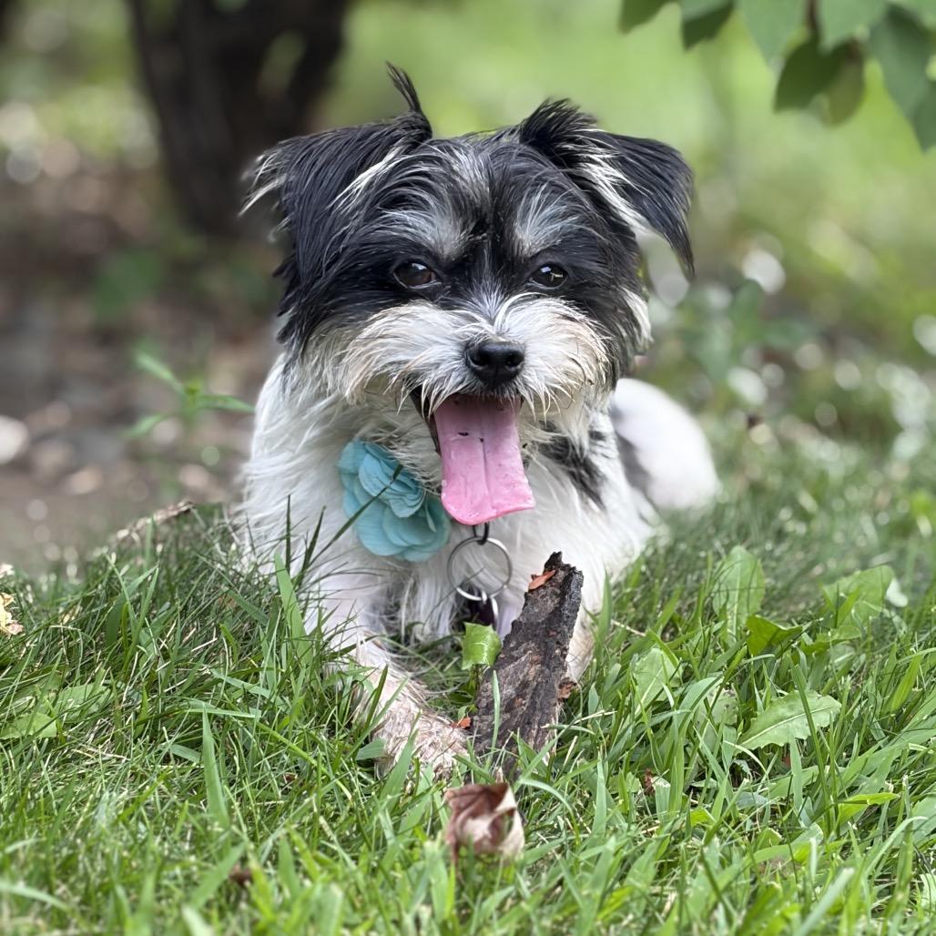 Nora, Adoptable, Adult Female Terrier.