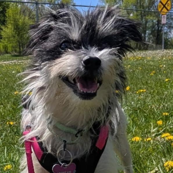 Enlarge Nora, a Adoptable Terrier in Crystal, MN image 1/6