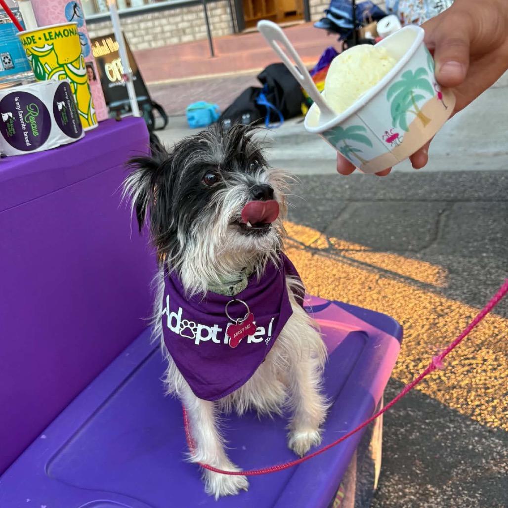 Enlarge Nora, a Adoptable Terrier in Crystal, MN image 2/6
