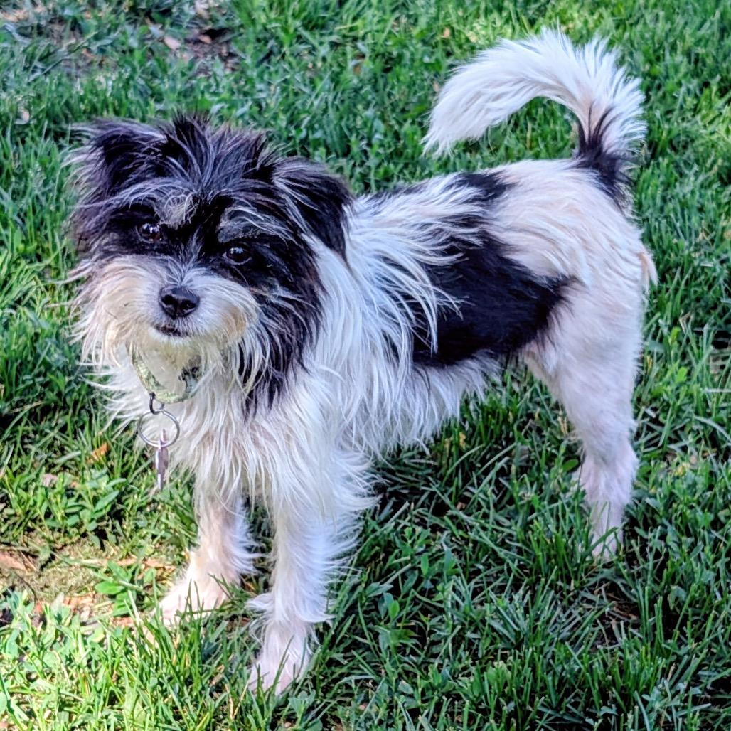 Enlarge Nora, a Adoptable Terrier in Crystal, MN image 3/6