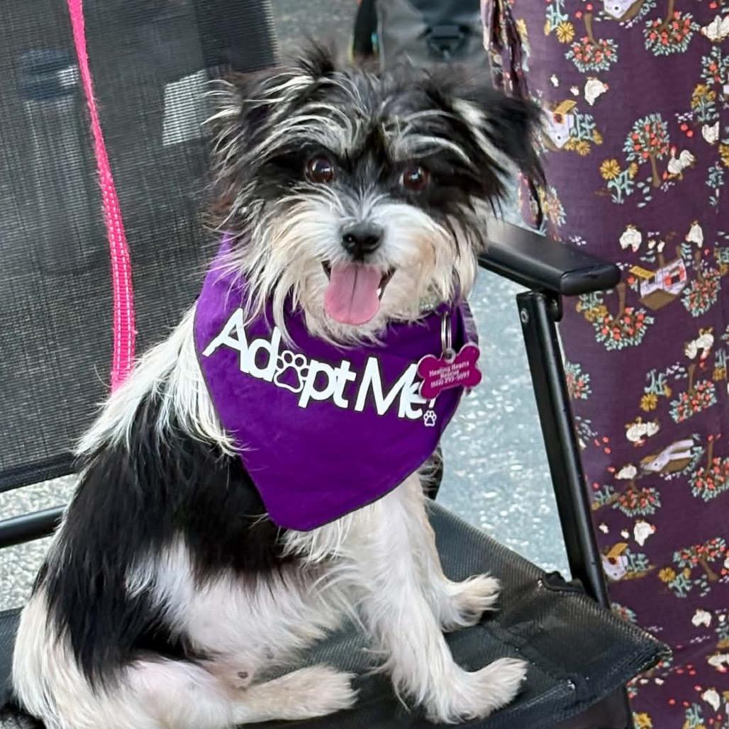 Enlarge Nora, a Adoptable Terrier in Crystal, MN image 4/6
