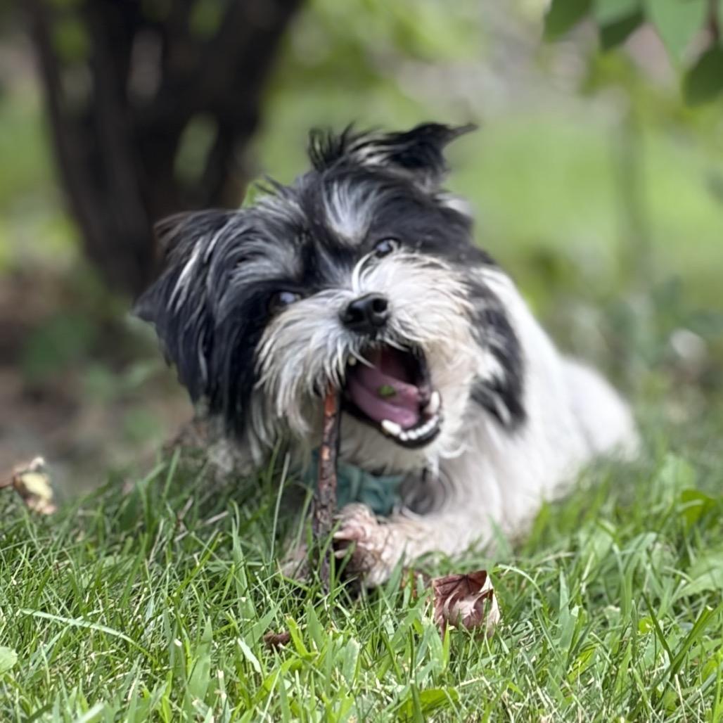 Nora, a Adoptable Terrier in Crystal, MN image 4/6