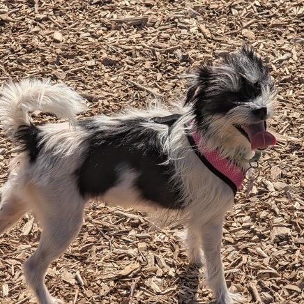 Enlarge Nora, a Adoptable Terrier in Crystal, MN image 5/6