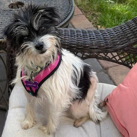 Enlarge Nora, a Adoptable Terrier in Crystal, MN image 6/6