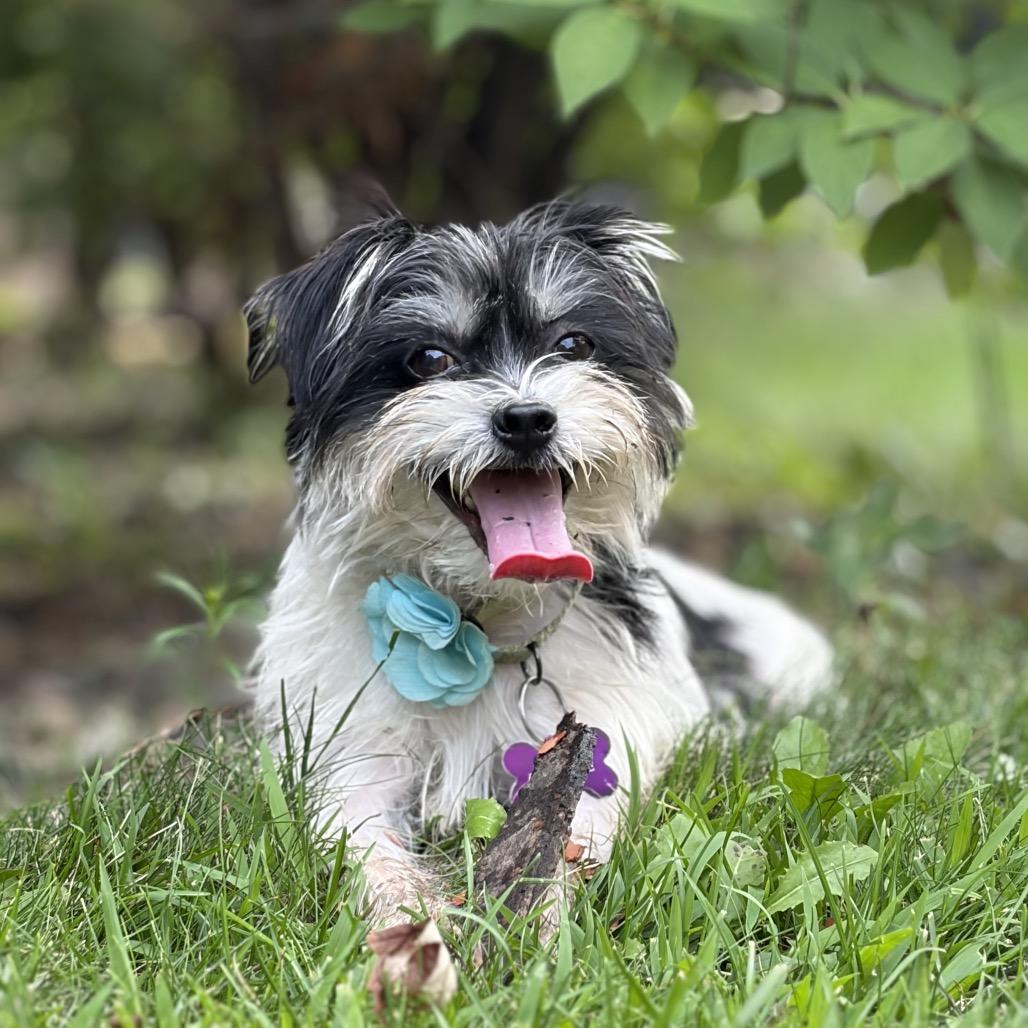Nora, a Adoptable Terrier in Crystal, MN image 6/6