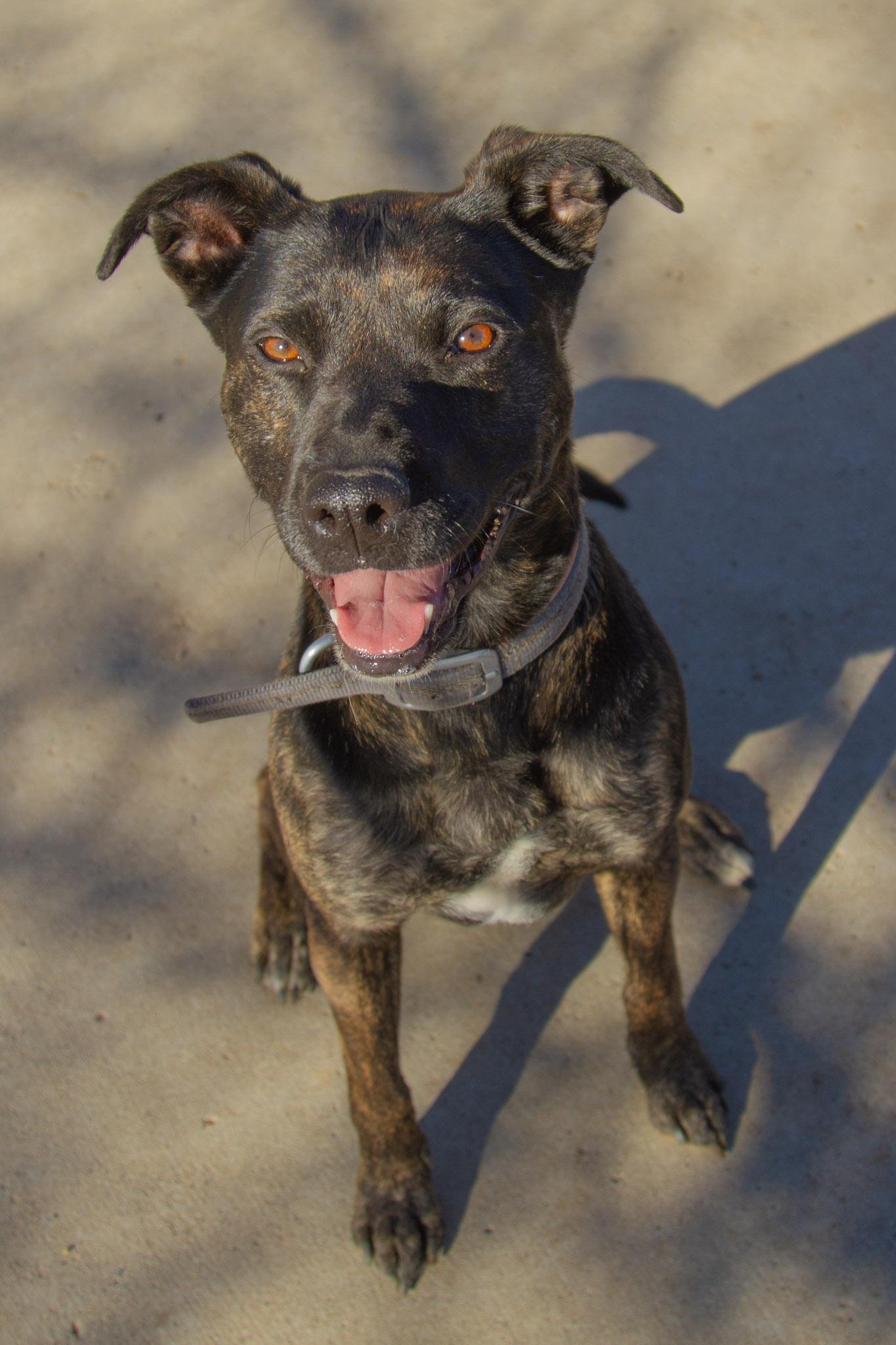 Enlarge Suka, a ADOPTABLE mixed breed in Rapid City, SD image 3/5