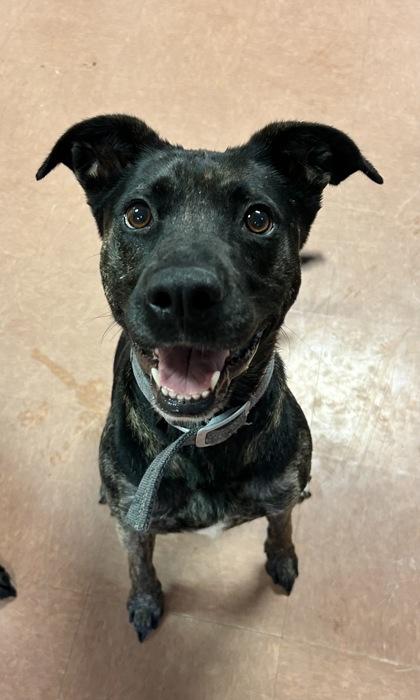 Enlarge Suka, a ADOPTABLE mixed breed in Rapid City, SD image 5/5