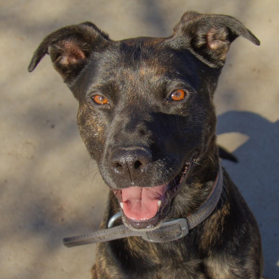 Enlarge Suka, a ADOPTABLE mixed breed in Rapid City, SD image 1/5