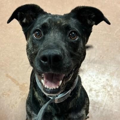 Enlarge Suka, a ADOPTABLE mixed breed in Rapid City, SD image 2/5