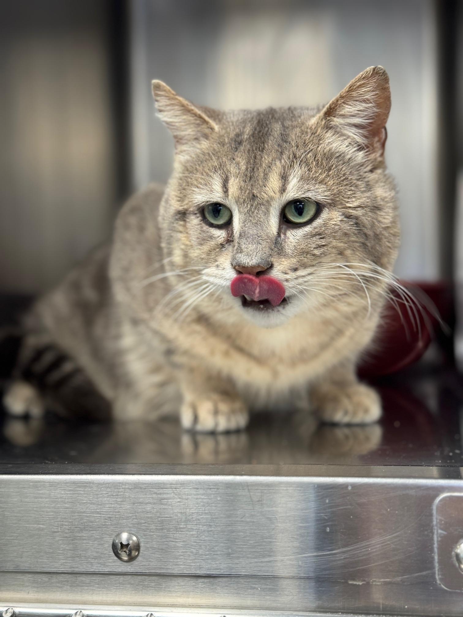 Enlarge Billy Bob, an adopted Domestic Short Hair in Benton Harbor, MI image 5/5