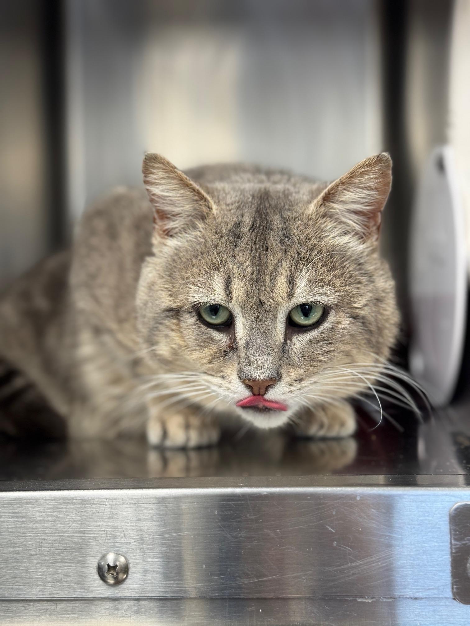 Enlarge Billy Bob, an adopted Domestic Short Hair in Benton Harbor, MI image 4/5