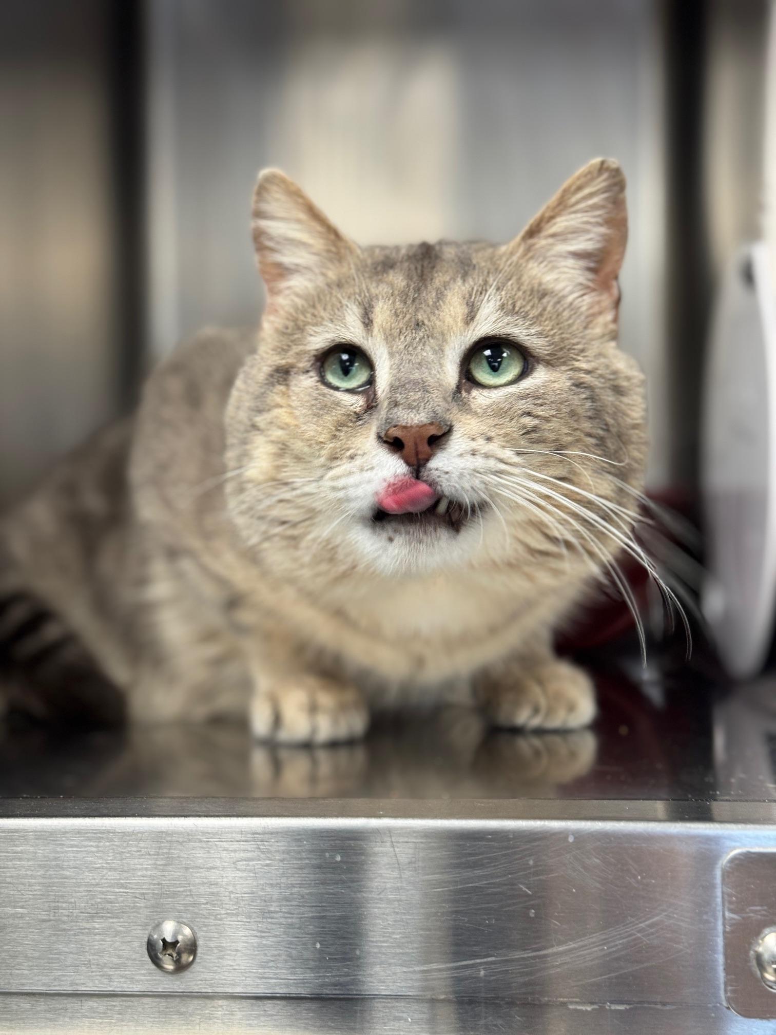 Billy Bob, adopted, Adult Male Domestic Short Hair.