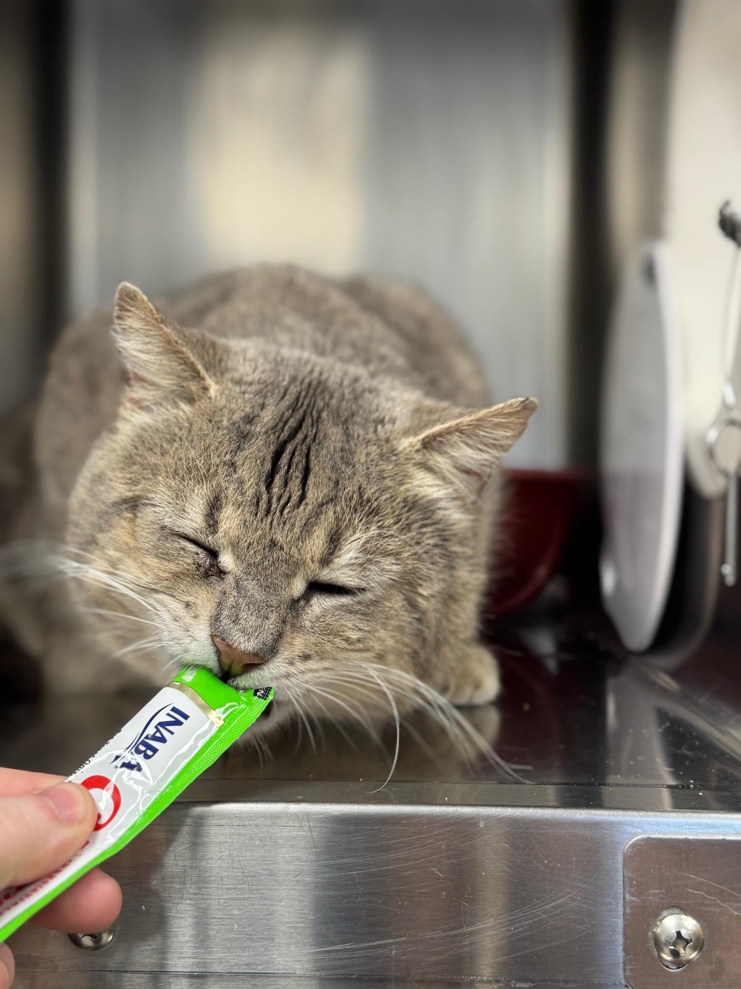 Enlarge Billy Bob, an adopted Domestic Short Hair in Benton Harbor, MI image 3/5