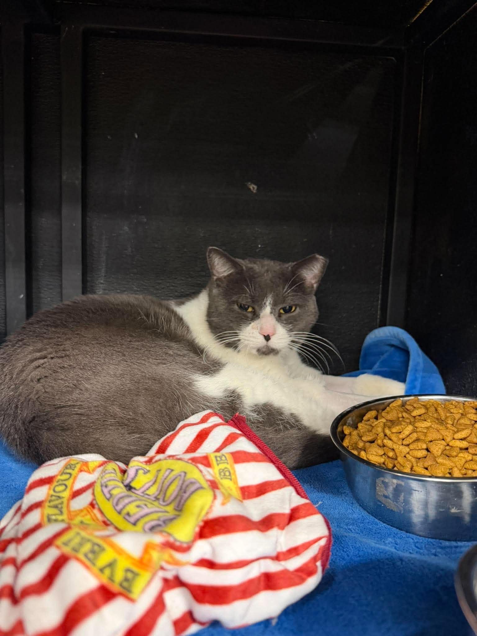 Enlarge Fireweed, a Adoptable Domestic Short Hair in Maple Heights, OH image 1/3