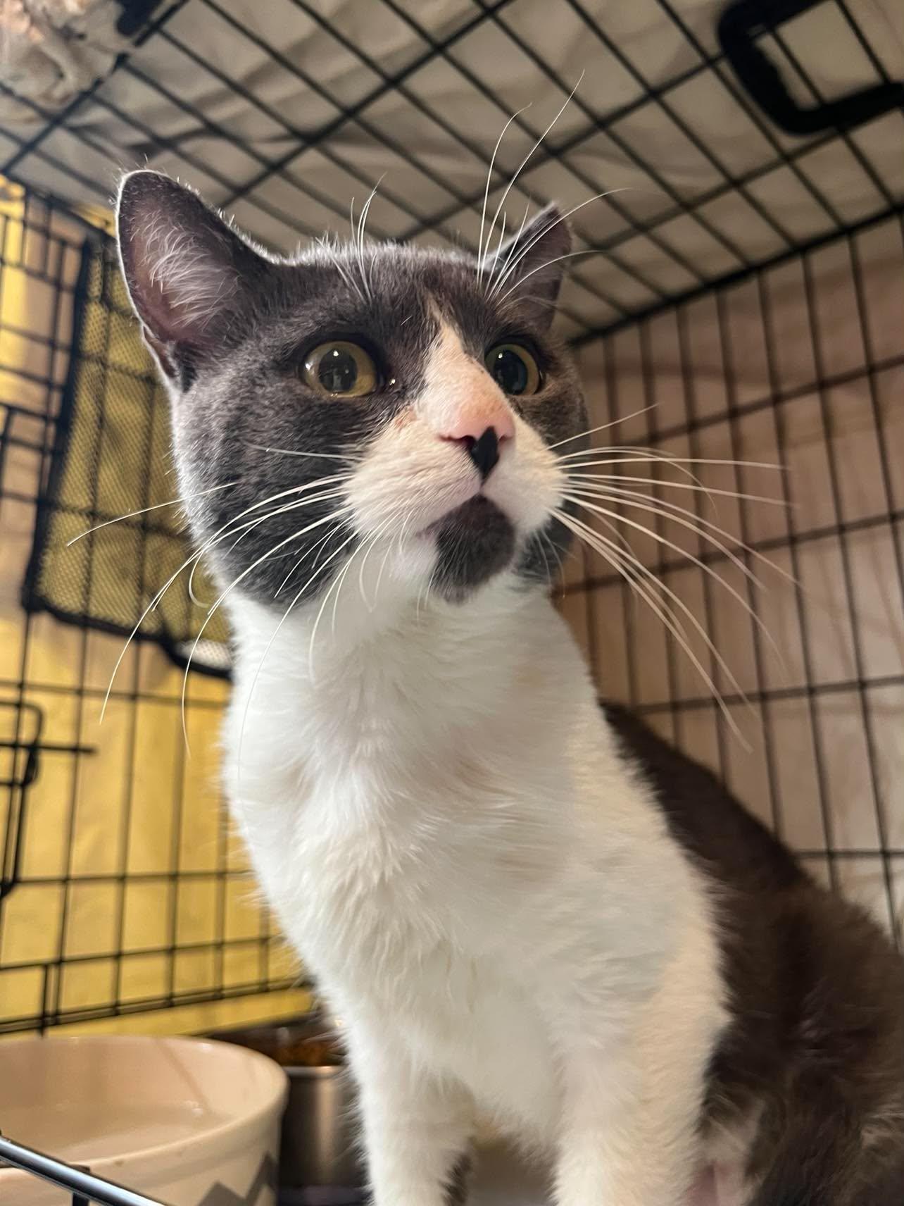 Enlarge Fireweed, a Adoptable Domestic Short Hair in Maple Heights, OH image 2/3