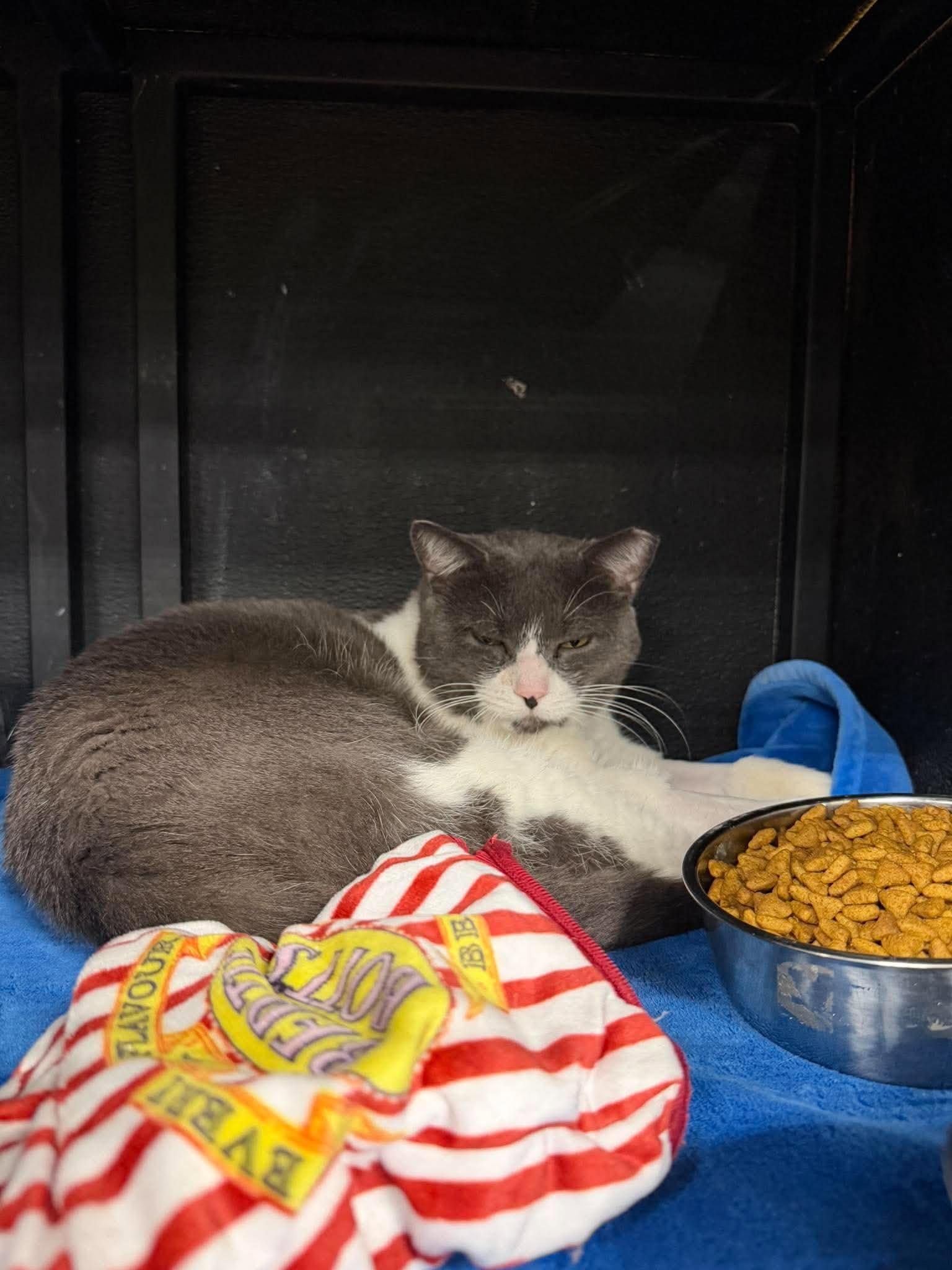 Enlarge Fireweed, a Adoptable Domestic Short Hair in Maple Heights, OH image 3/3