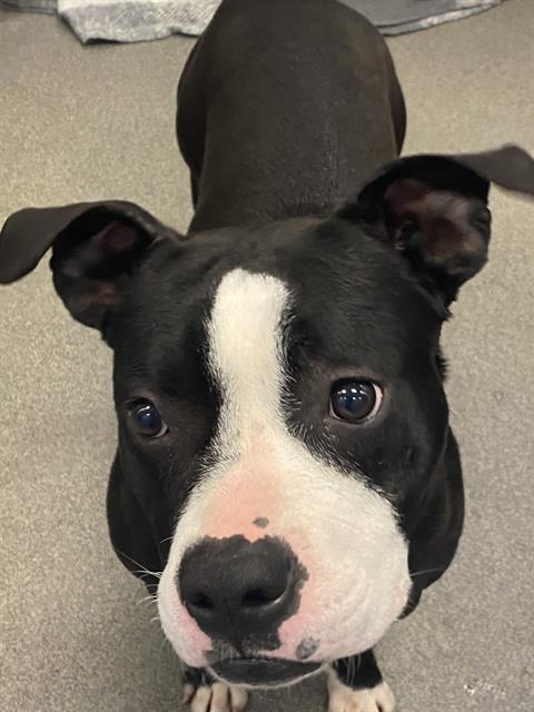 ROXY, Adoptable, Adult Female Mixed Breed.