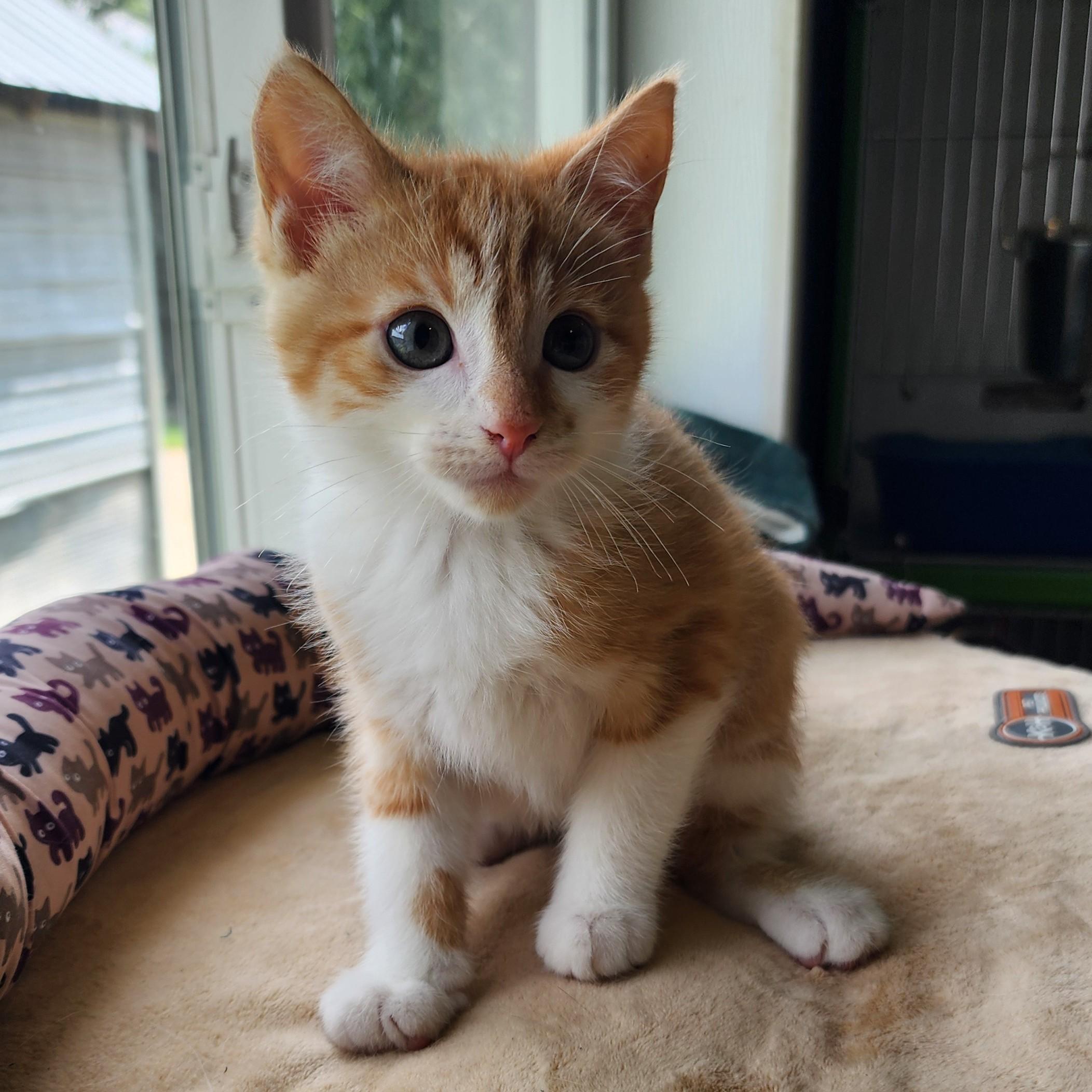 Clara, ADOPTABLE, Kitten Female Domestic Short Hair.