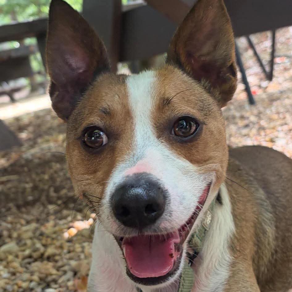 Enlarge Festus, a Adoptable Mixed Breed in Fredericksburg, VA image 1/3