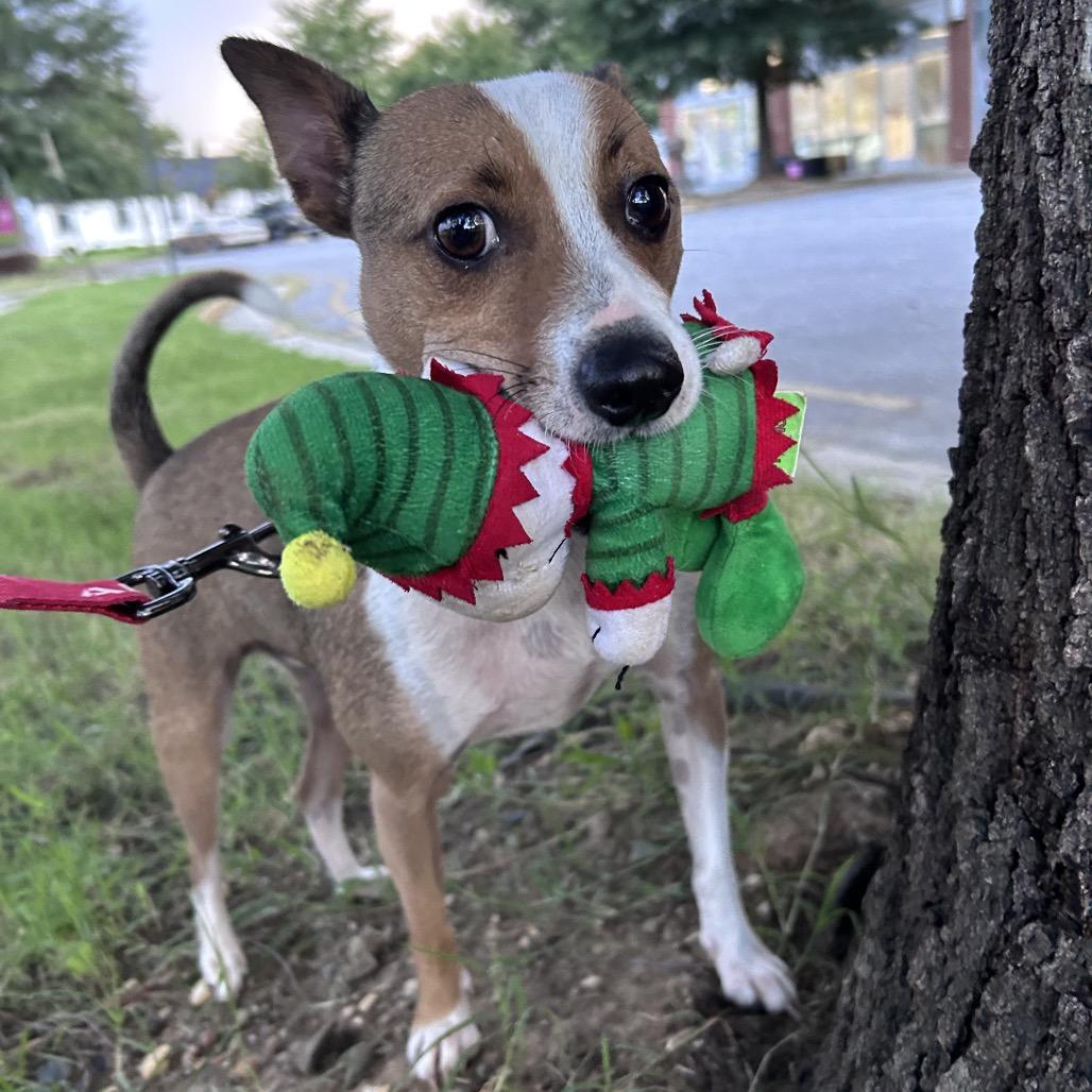 Enlarge Festus, a Adoptable Mixed Breed in Fredericksburg, VA image 1/2