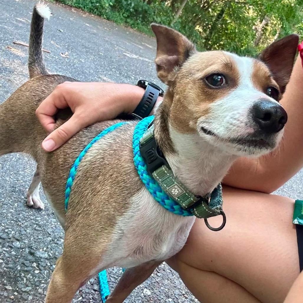 Enlarge Festus, a Adoptable Mixed Breed in Fredericksburg, VA image 3/3