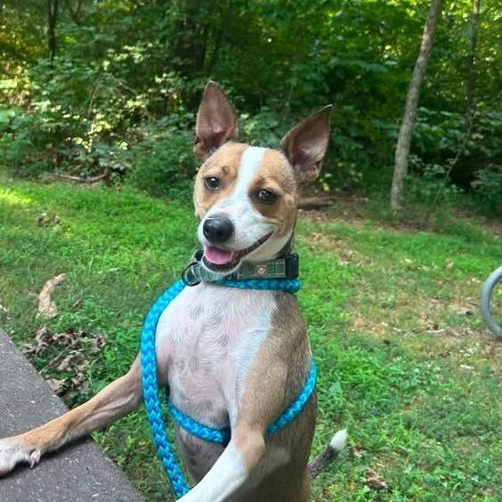 Enlarge Festus, a Adoptable Mixed Breed in Fredericksburg, VA image 2/2