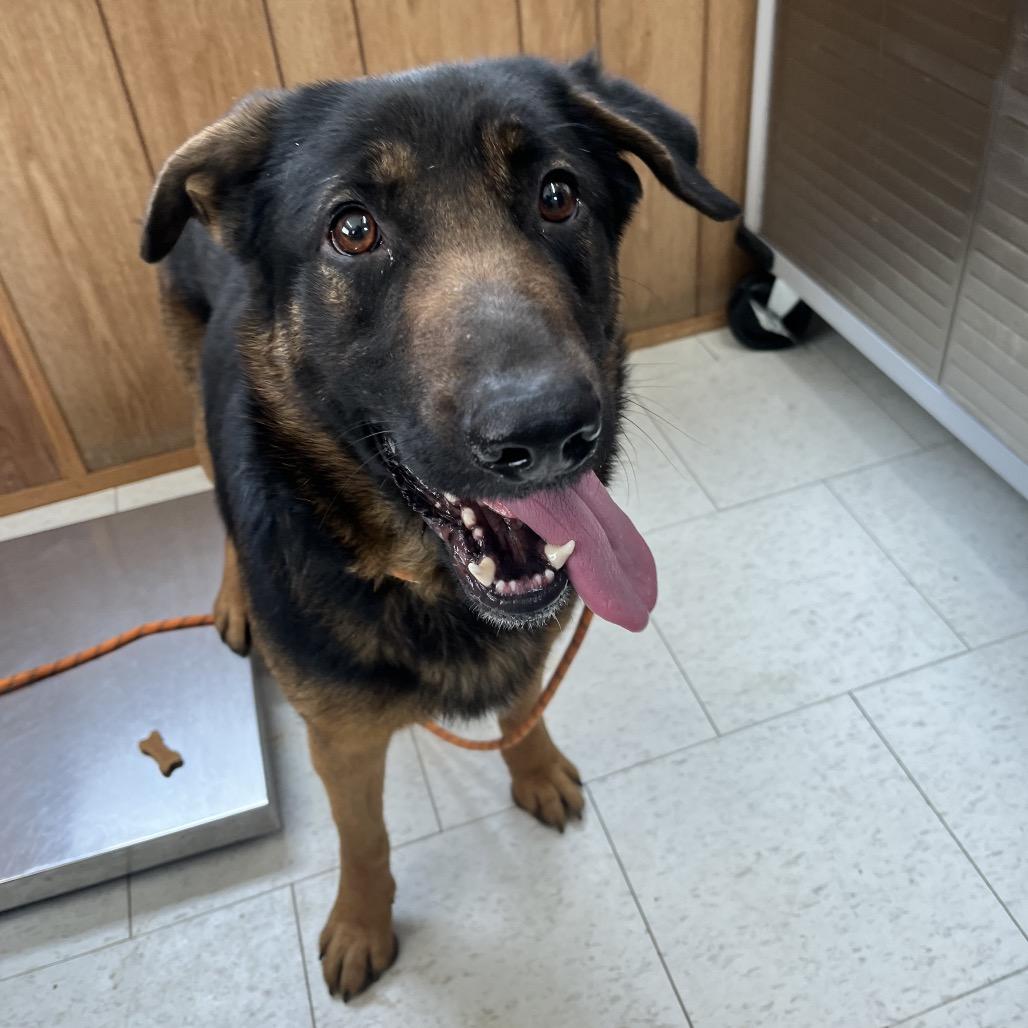 Enlarge Emanuel, a Adoptable Mixed Breed in Columbiana, AL image 1/6