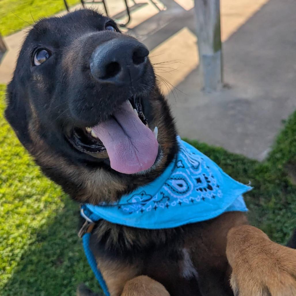 Enlarge Emanuel, a Adoptable Mixed Breed in Columbiana, AL image 2/6