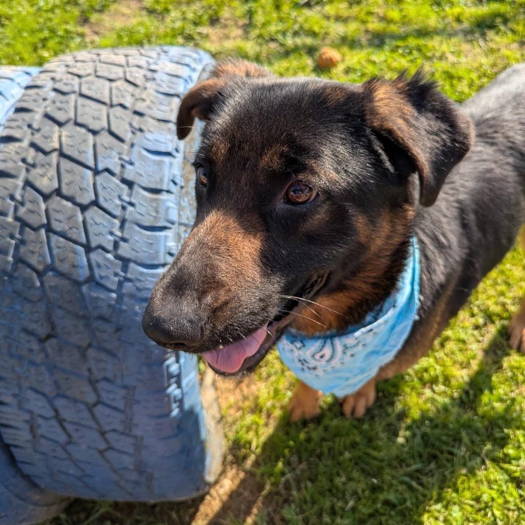Enlarge Emanuel, a Adoptable Mixed Breed in Columbiana, AL image 4/6