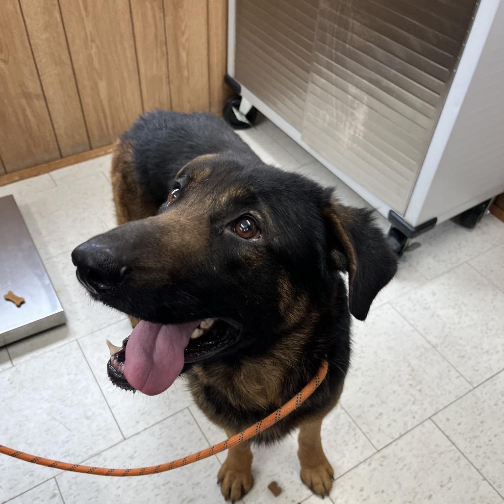 Enlarge Emanuel, a Adoptable Mixed Breed in Columbiana, AL image 5/6