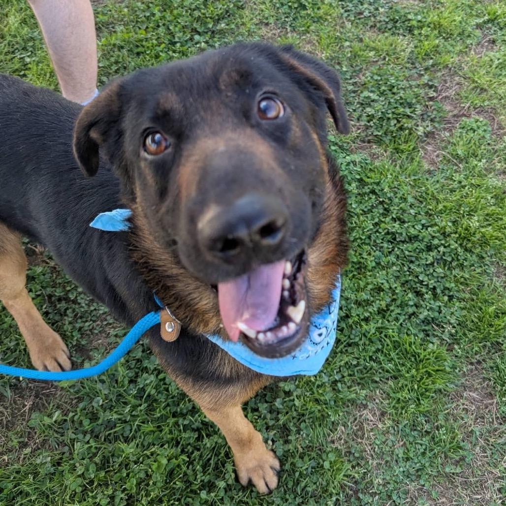 Enlarge Emanuel, a Adoptable Mixed Breed in Columbiana, AL image 6/6