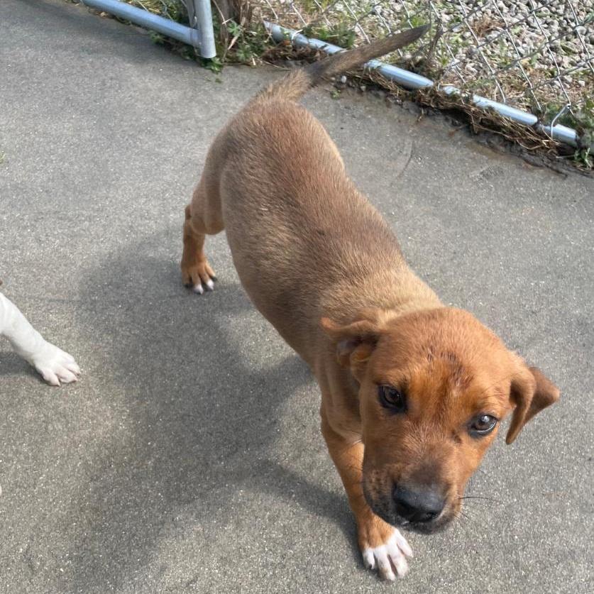 Enlarge Clyde, an adopted mixed breed in Carmel, NY image 4/4