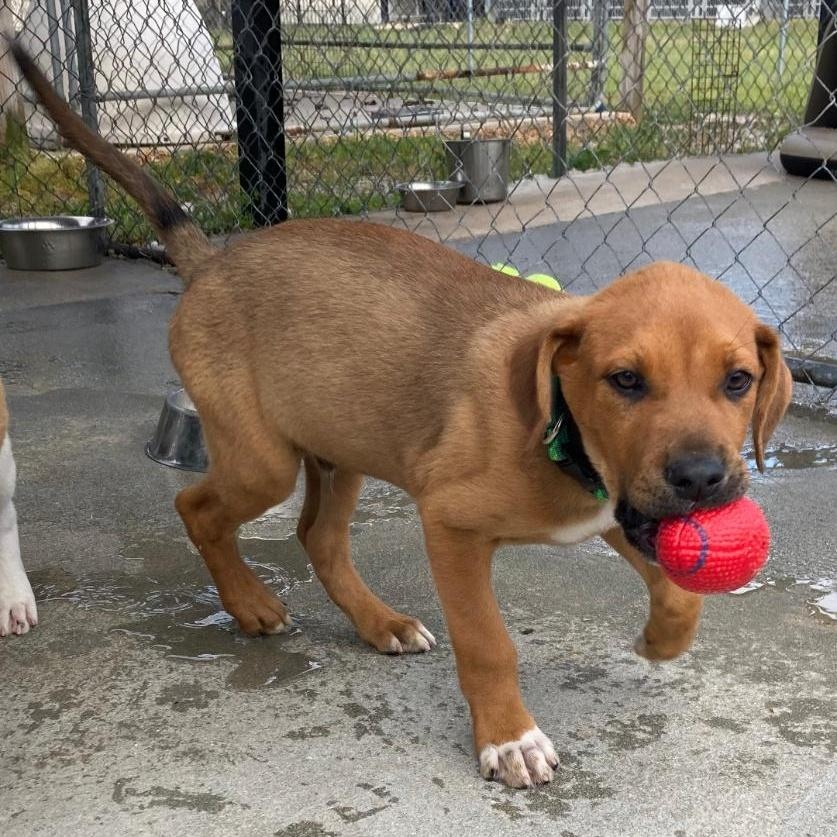 Enlarge Clyde, an adopted mixed breed in Carmel, NY image 3/4