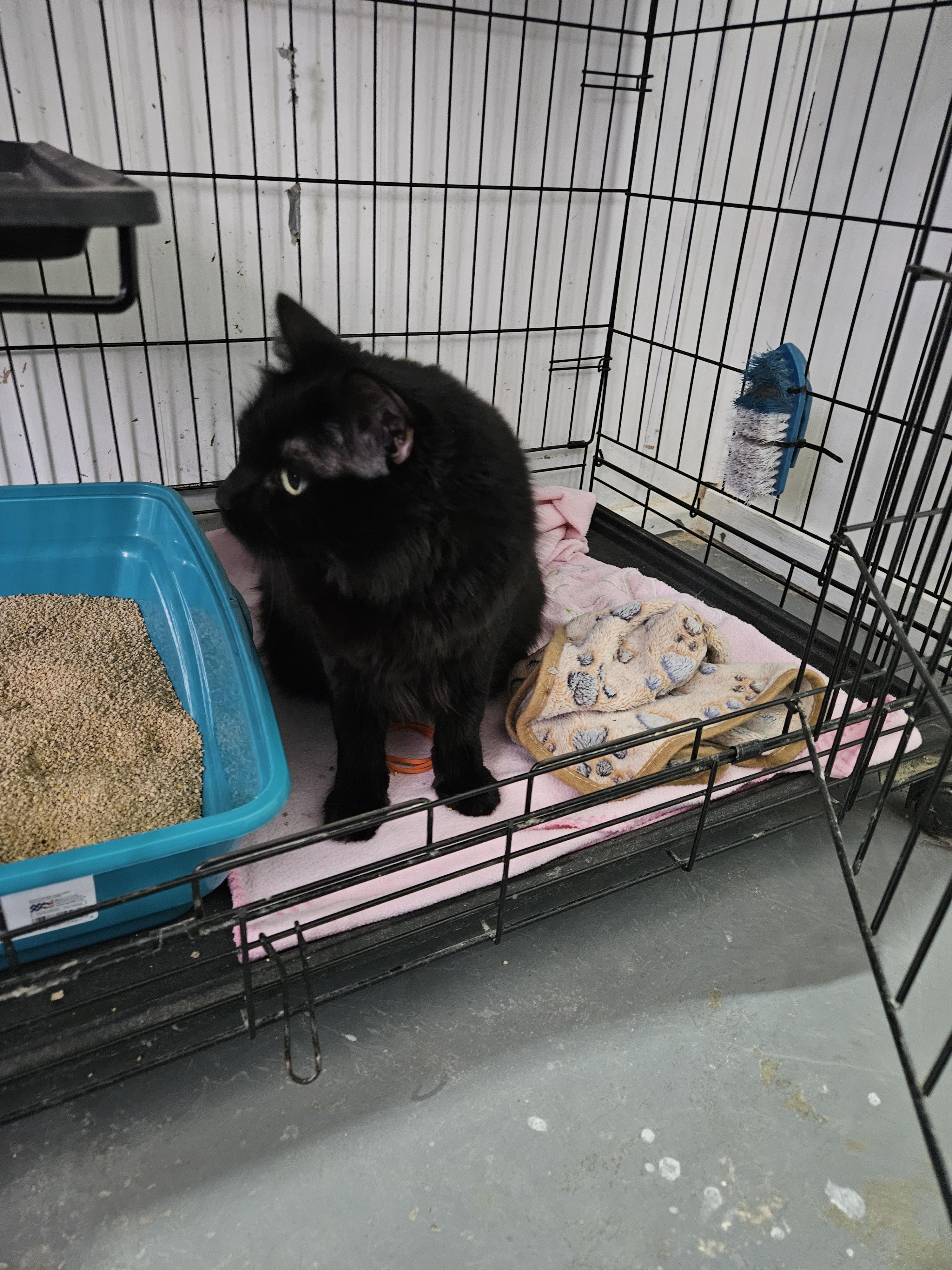 Enlarge Jasmine "Jazzy", a Adoptable Domestic Long Hair in Nucla, CO image 1/2