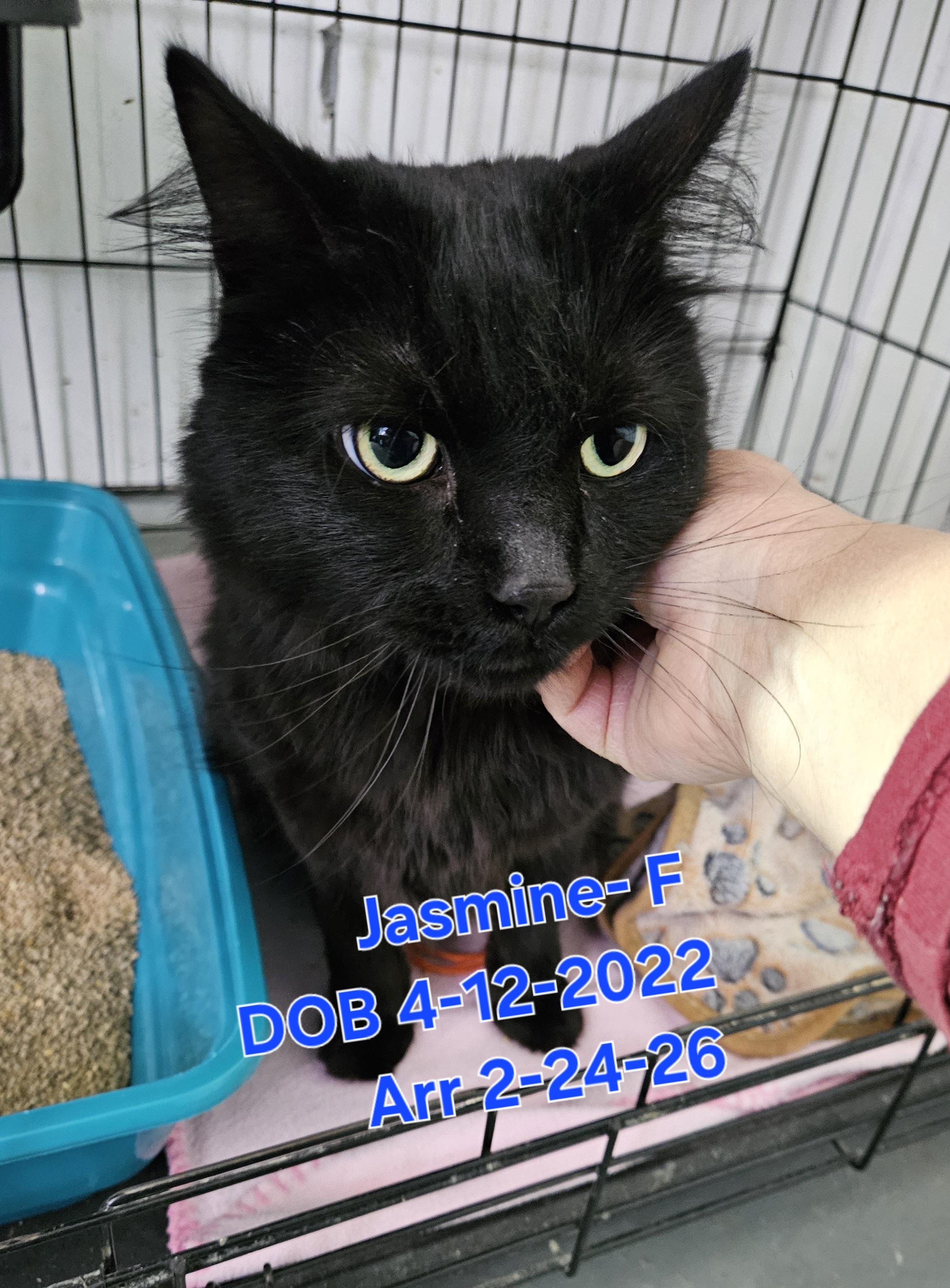Enlarge Jasmine "Jazzy", a Adoptable Domestic Long Hair in Nucla, CO image 2/2