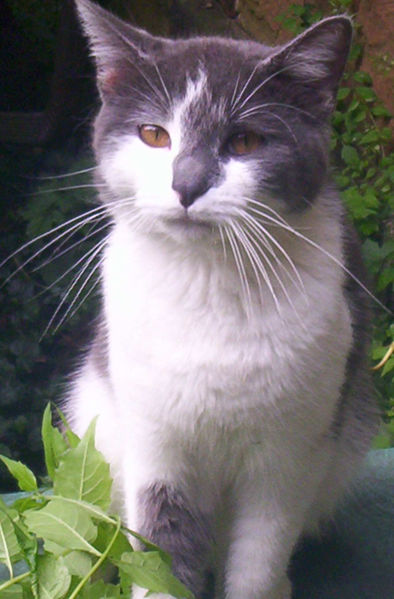 Smokey--Sweet Talker photo 2