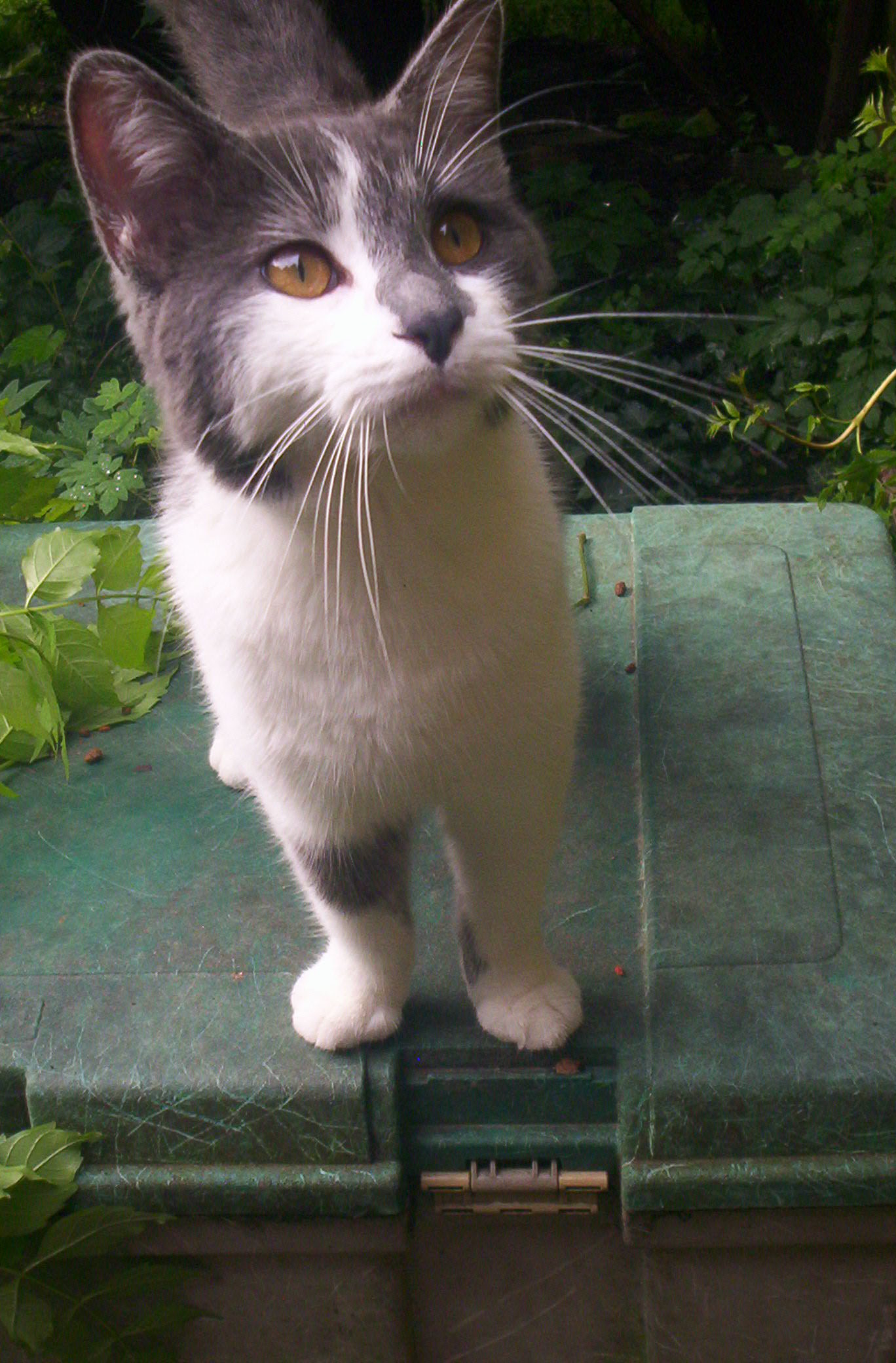 Smokey--Sweet Talker photo 4