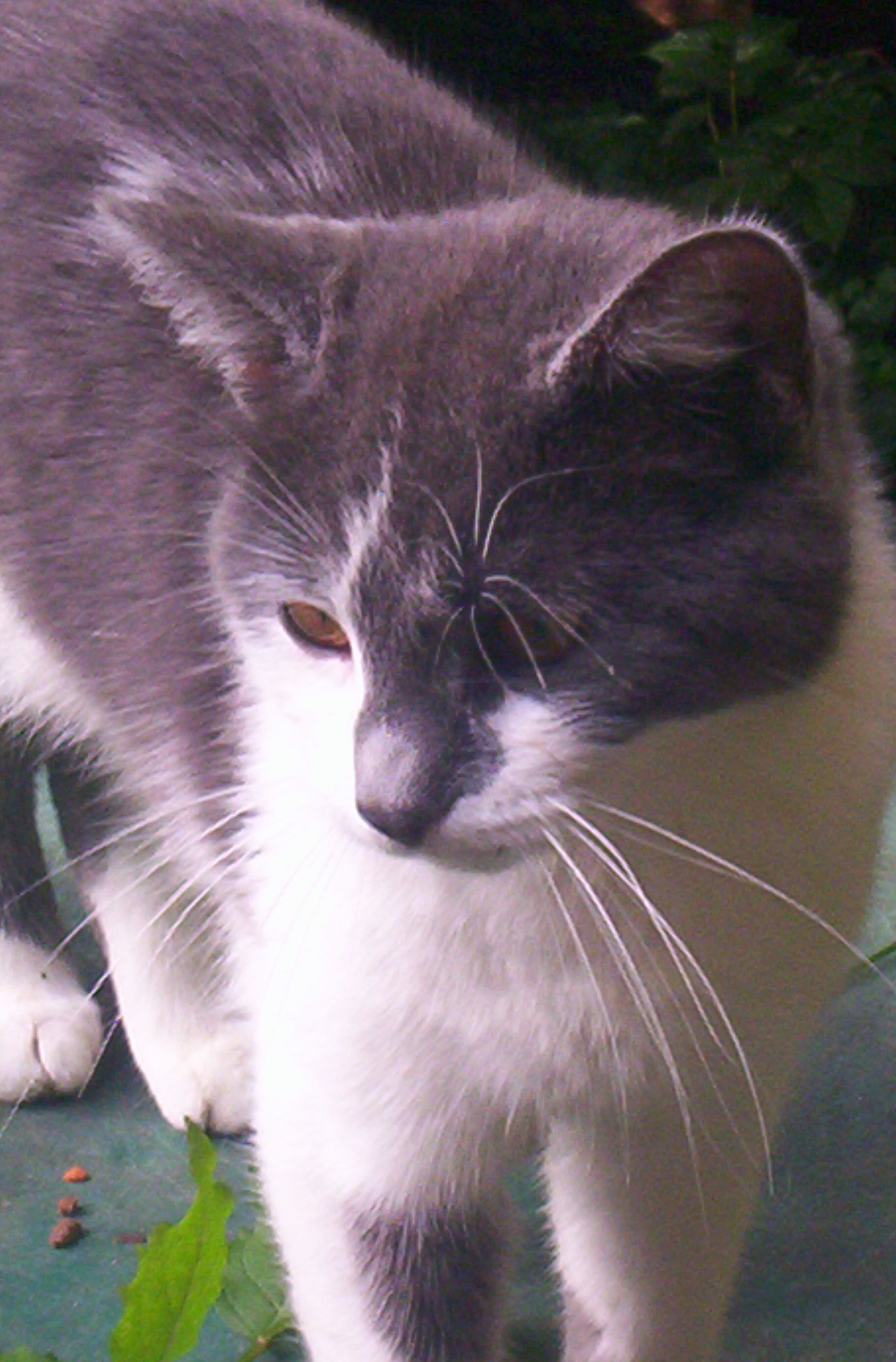 Smokey--Sweet Talker photo 3