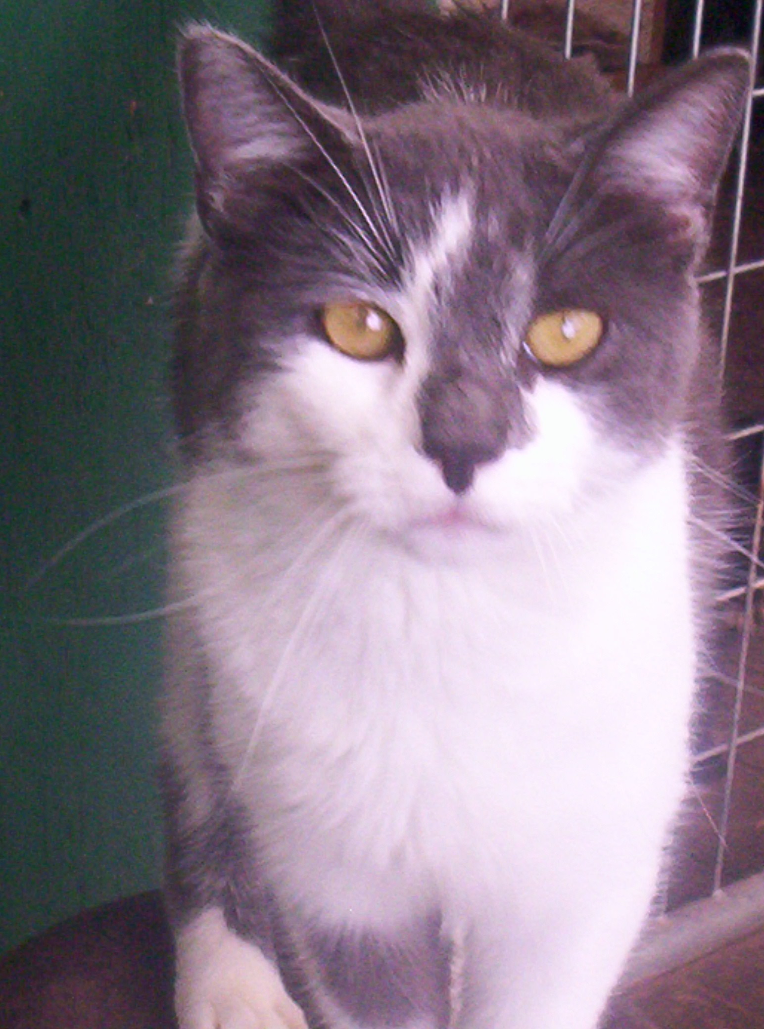 Smokey--Sweet Talker photo 5