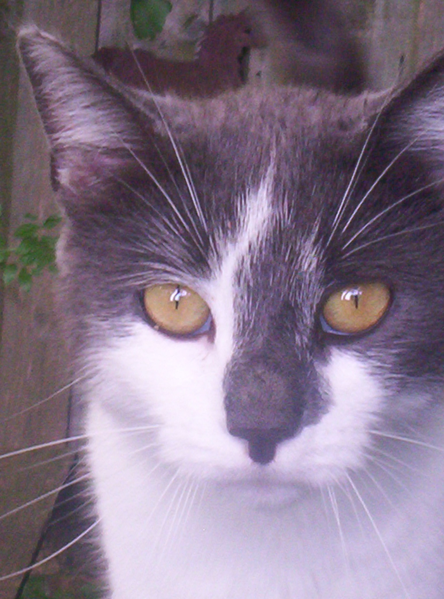 Smokey--Sweet Talker, Adult Male unknown