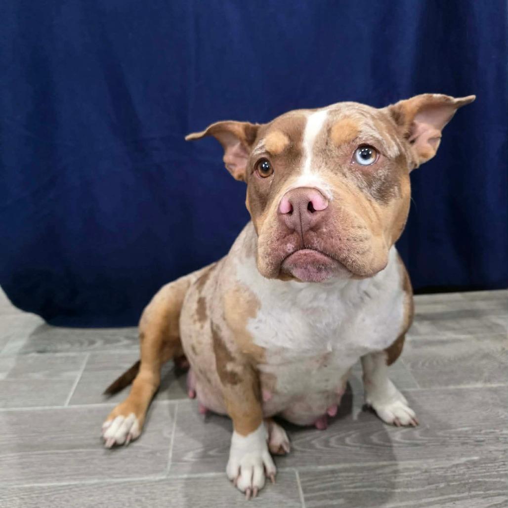 Enlarge Colander, a Adoptable Pit Bull Terrier in Jackson, MO image 1/6
