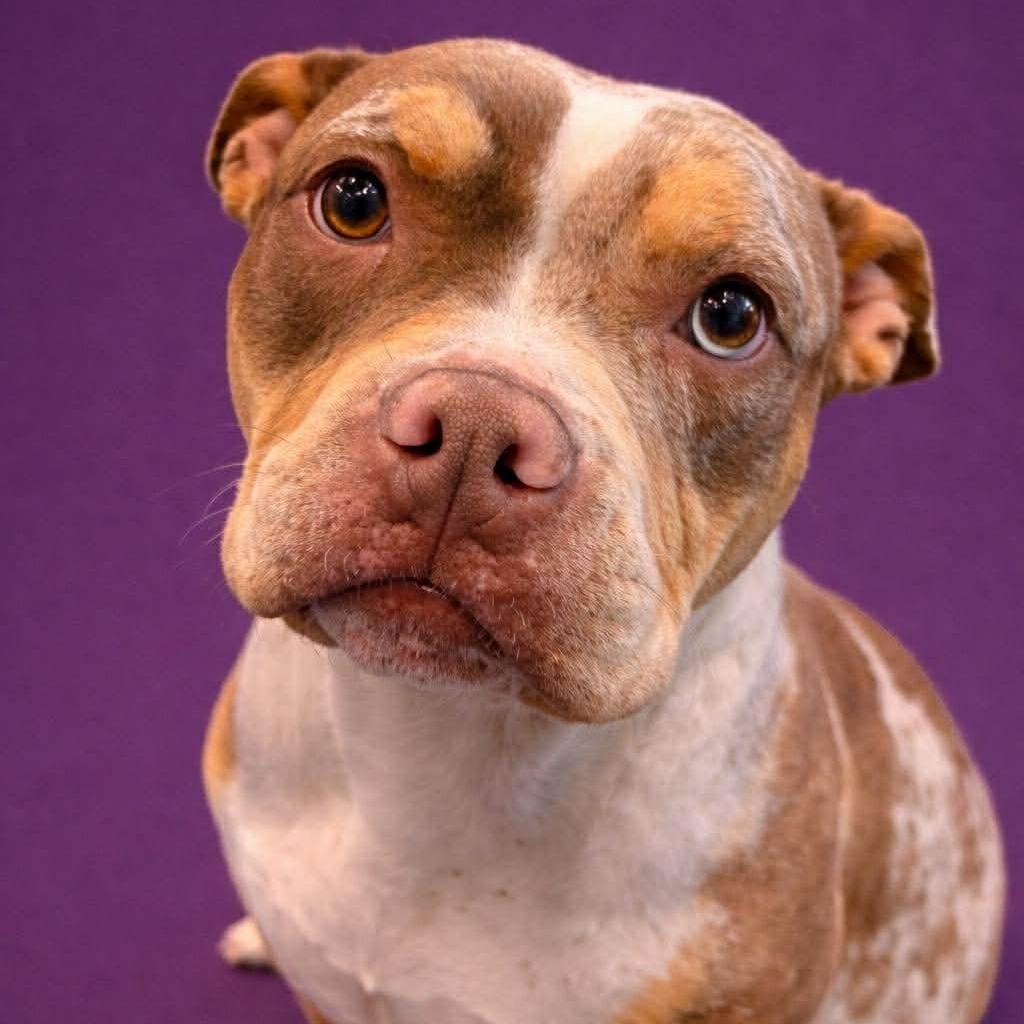 Enlarge Colander, a Adoptable Pit Bull Terrier in Jackson, MO image 2/6