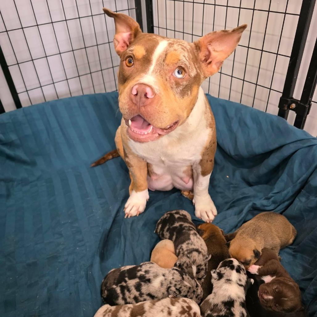 Enlarge Colander, a Adoptable Pit Bull Terrier in Jackson, MO image 3/6