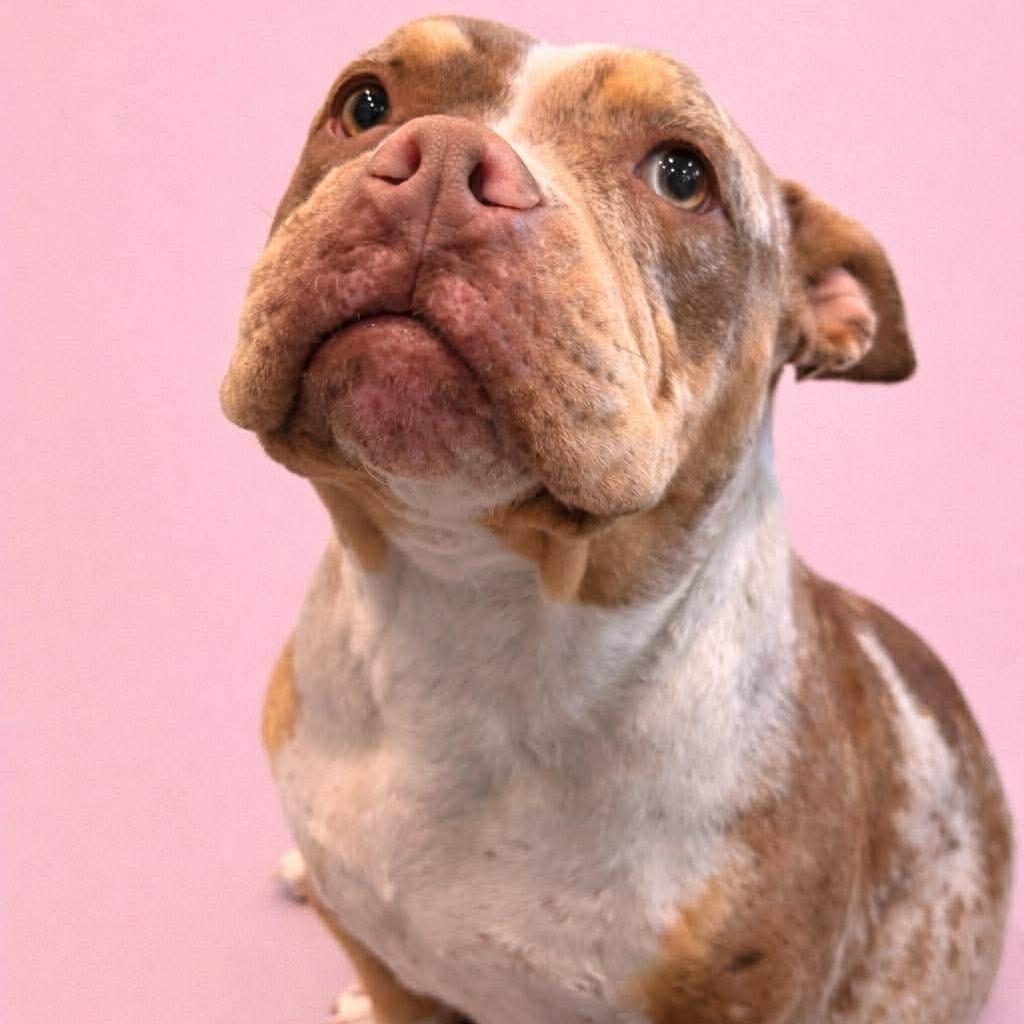 Enlarge Colander, a Adoptable Pit Bull Terrier in Jackson, MO image 4/6