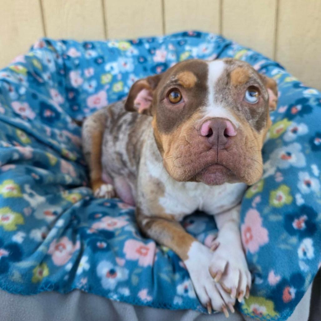 Enlarge Colander, a Adoptable Pit Bull Terrier in Jackson, MO image 5/6