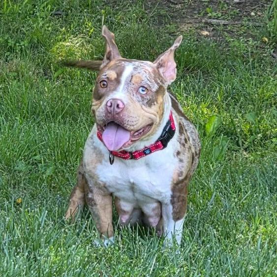 Enlarge Colander, a Adoptable Pit Bull Terrier in Jackson, MO image 6/6