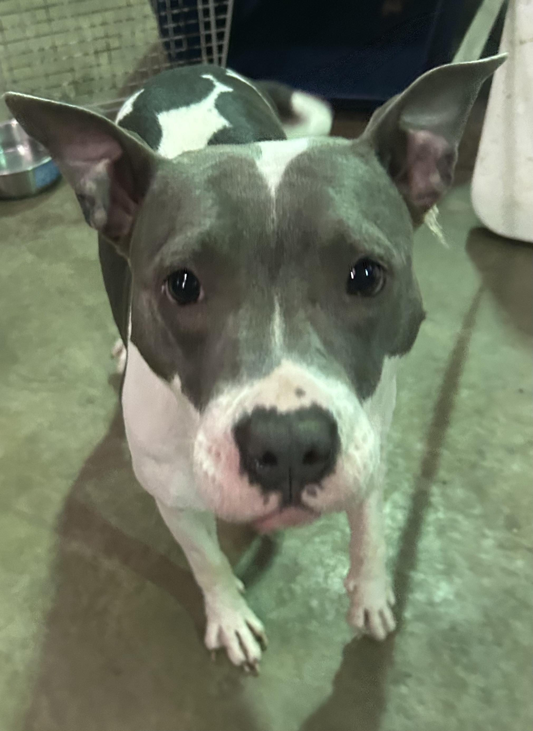 Enlarge Sadi, a Adopted mixed breed in Parma, OH image 1/1