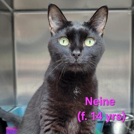 Enlarge Neine, an adopted Domestic Short Hair in Flushing, NY image 1/1