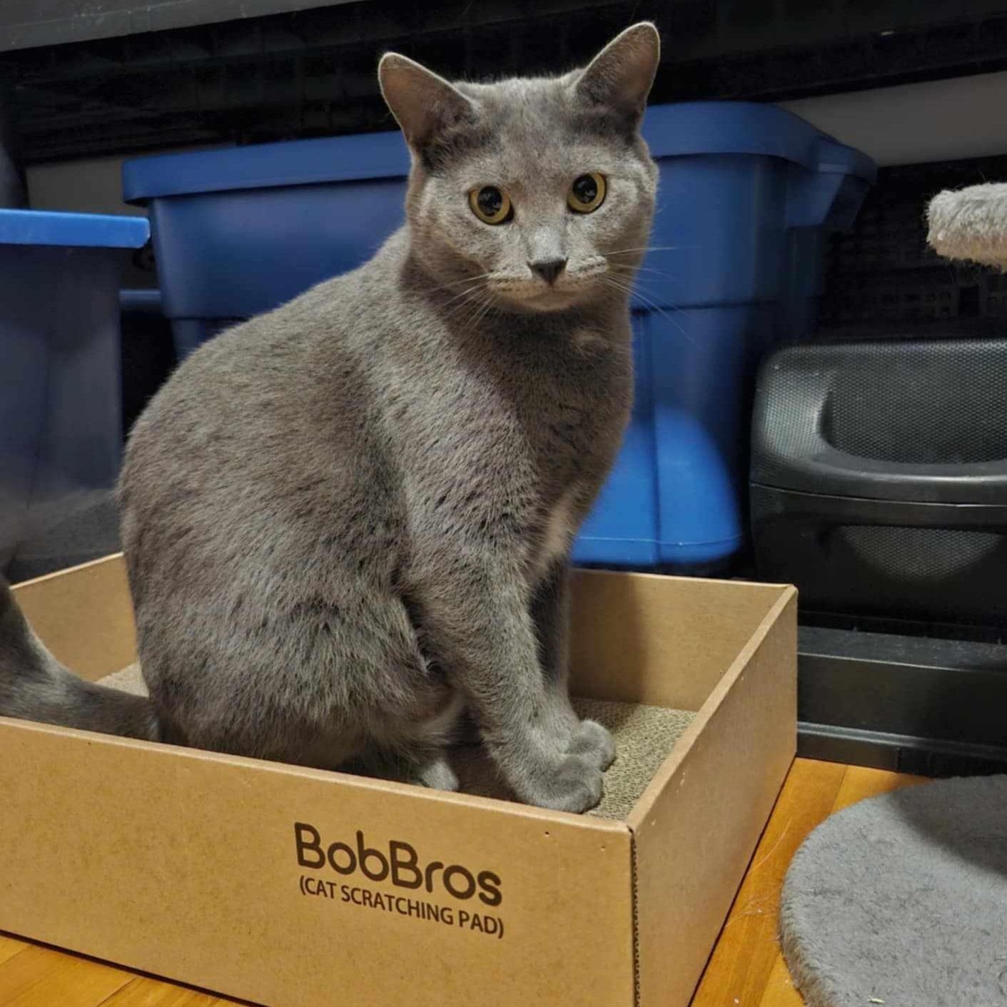 Adèle, an adoptable Domestic Short Hair in Terrebonne, QC, J6Y 1H9 | Photo Image 3