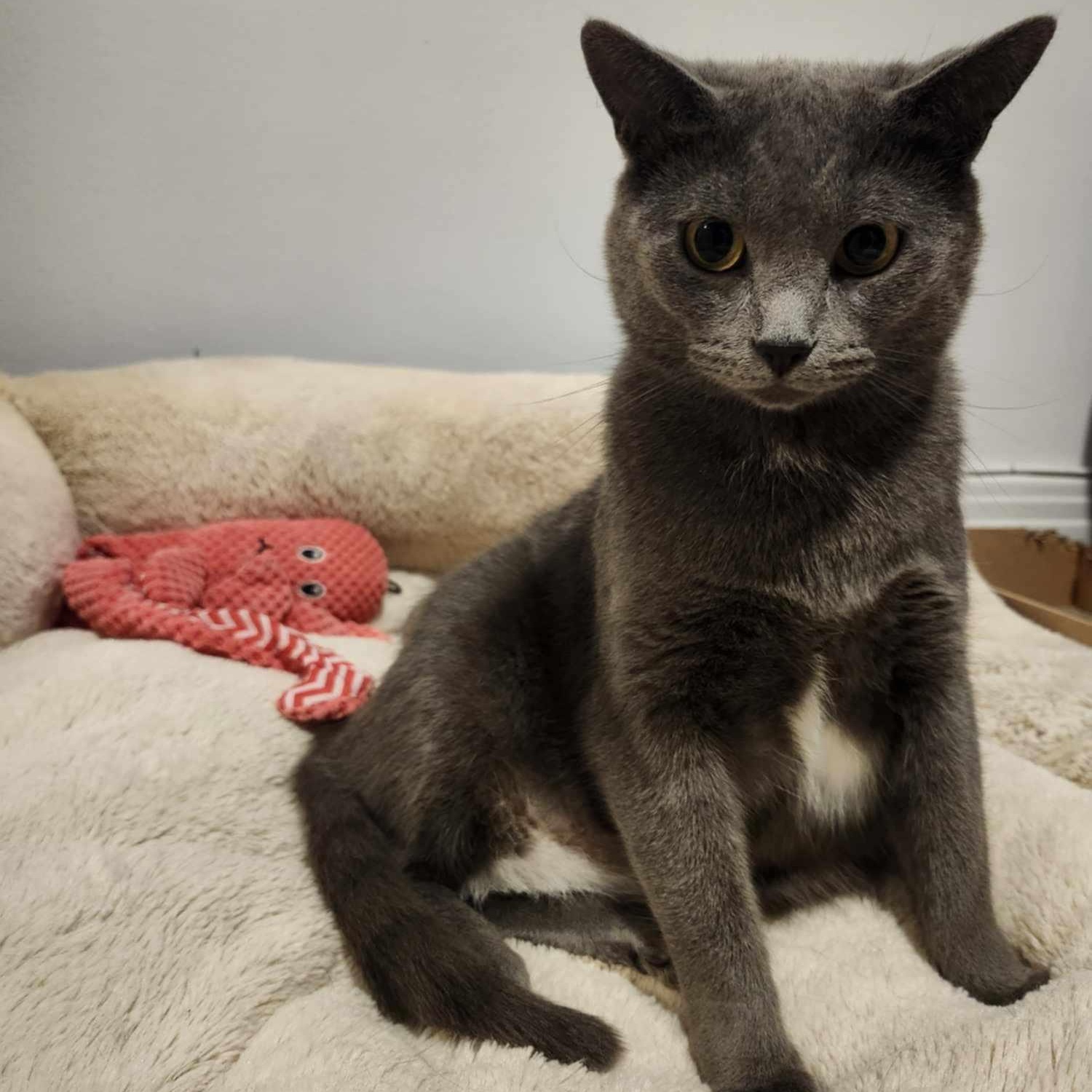 Adèle, an adoptable Domestic Short Hair in Terrebonne, QC, J6Y 1H9 | Photo Image 1